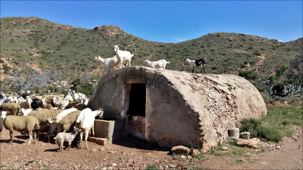 aljibe del cortijo Quintana con cabras