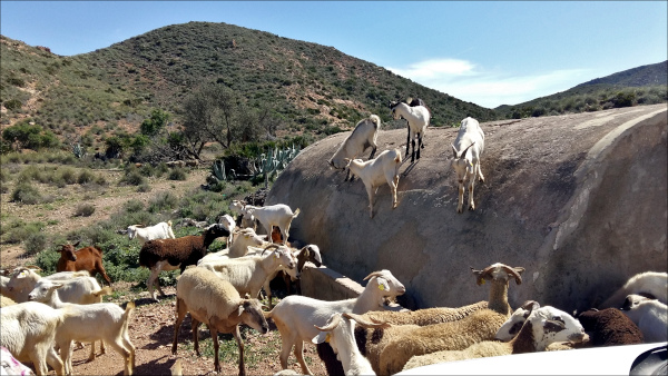 aljibe del cortijo Quintana con cabras